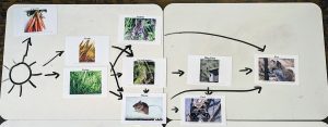 An example of a food web for the land species. Not all youth webs will look the same, they may make different connections based on their background knowledge or they may place the cards in a different order.