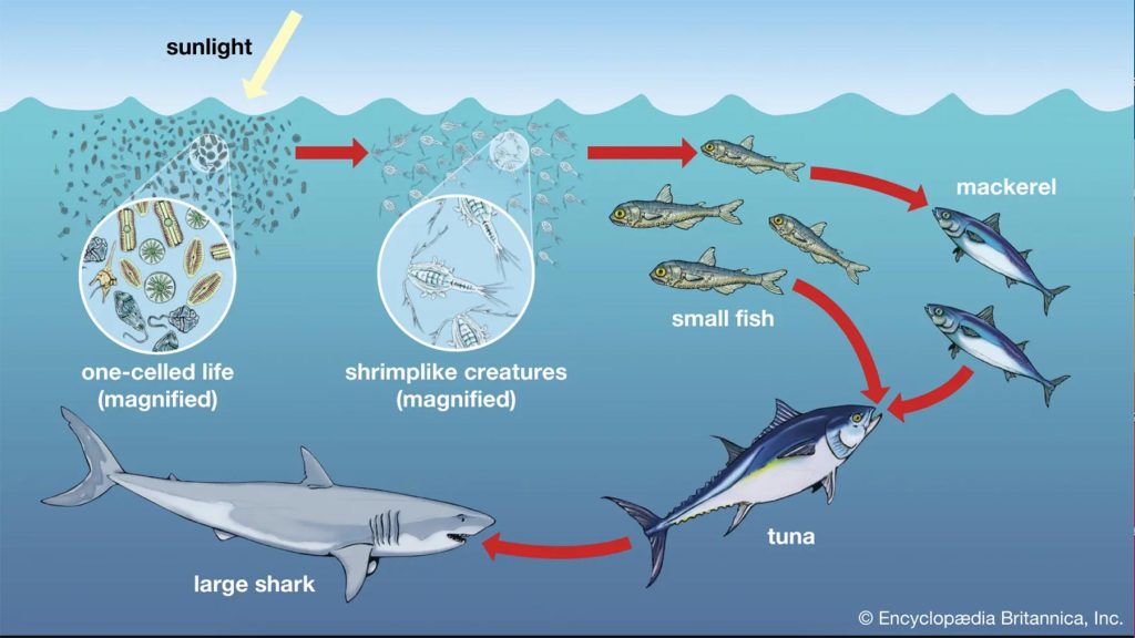 a graphic depicting a "food web" as it travels from sunlight (in the sky) to one-celled life (magnified) to shrimplike creatures (magnified) to small fish, mackeral to tuna to a large shark (all in the ocean)