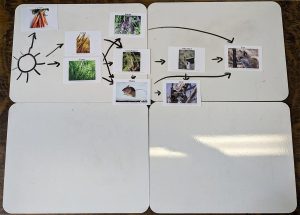 A couple of more boards placed next to the land species food web to expand the work area.