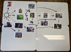 a display that depicts: after a few turns the aquatic species food web begins to grow alongside and connected to the land species food web