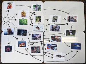 An example of a food web with all of the species cards added. This may not look the same for all groups depending on the connections they added and order they placed their cards in. This group could go back through the Aquatic Species Fact Sheet and add more connections.