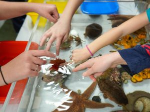 several youngsters reaching their hands into a touch tank filled with various types of marine life