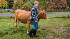 a pre-teen 4-H member walking a cow