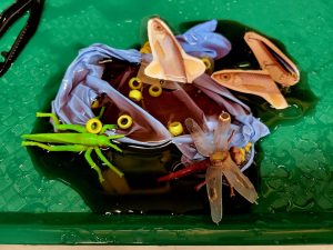 plastic fish and bugs for learning about fish biologists