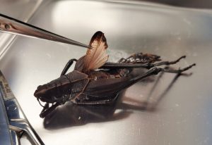 tool showcasing the wings of a large dead grasshopper