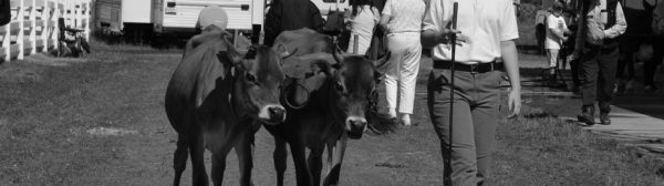 4-Her with cows at fair