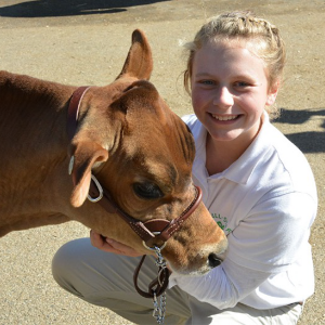 a 4-H youth with a calf