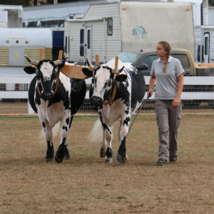 teenager leading oxen at a fair
