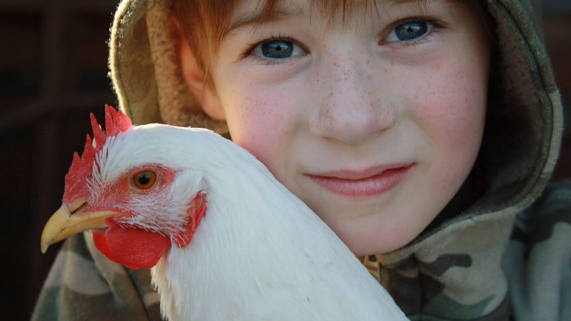 a pre-teen 4-Her holding a chicken