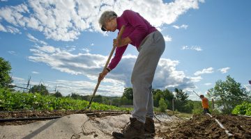 elderly farmer hoeing garden