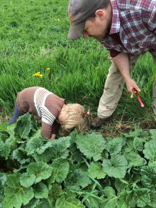 farmer and child picking rhubarb