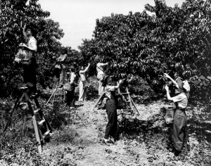 WLA workers harvesting a peach crop on a farm near Leesburg, Virginia in August 1944. Photo by the USDA