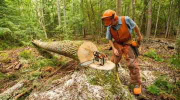 logger looking at chainsaw and felled tree