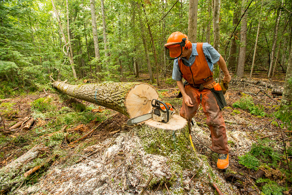 logger looking at chainsaw and felled tree