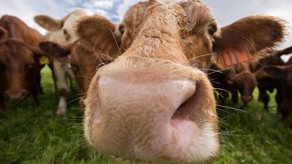 close-up of a cow's nose