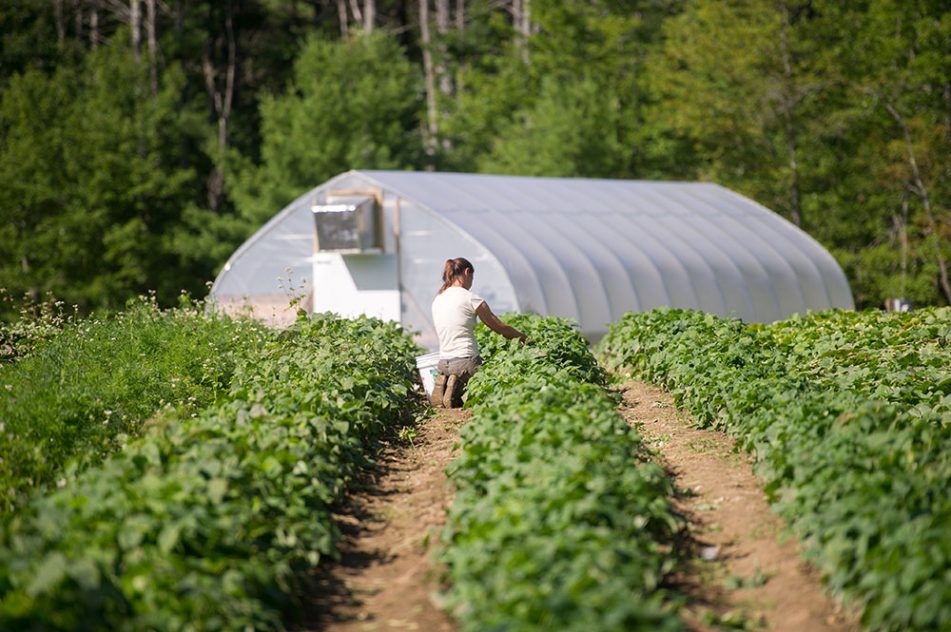 Maine Agricultural Mediation Program Provides Help For Farmers During Covid Maine