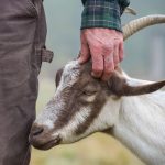 farmer scratching goat's ears