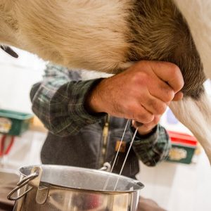 farmer milking a goat