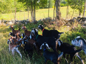 Herd of goats in a pasture