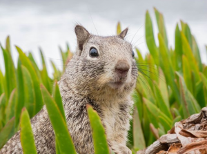squirrel in grass