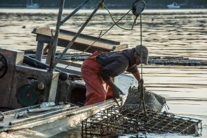 Fisherman bending over the side of boat hauling up an oyster cage