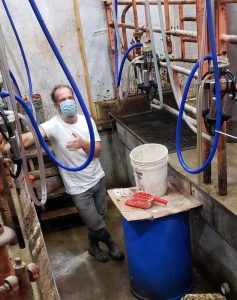 male dairy farmer in milking parlor wearing a mask