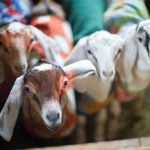 goats wearing fleece coats