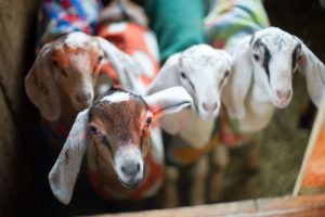 goats wearing fleece coats