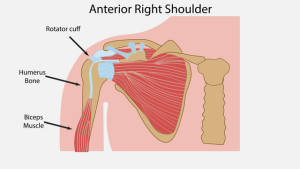 illustration of shoulder anatomy
