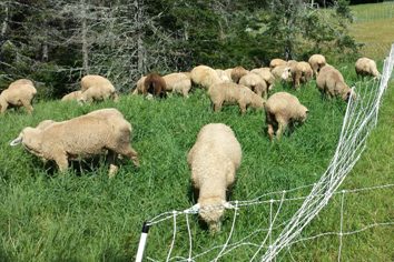 coffin sheep grazing in a field with a fence