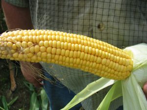 fresh ear of corn