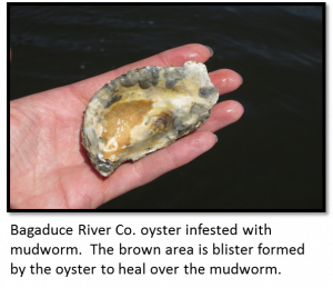Bagaduce River Co. oyster infected with mudworm. The brown area is blister formed by the oyster to heal over the mudworm.