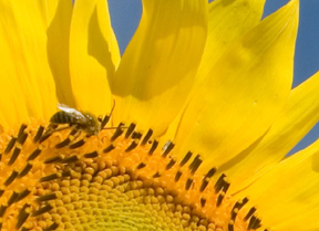 bee on sunflower; photo by Edwin Remsberg