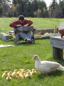 Farmer and duck with ducklings