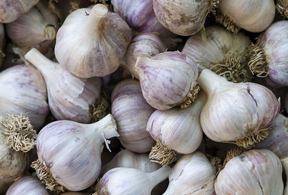 garlic grown from seed garlic