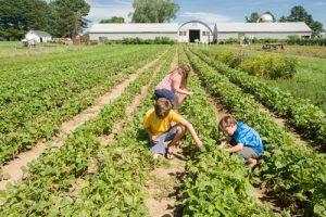 Family members picking green beans at Crystal Springs Farm in Brunswick, Maine; photo by Edwin Remsberg