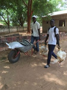 Man pushing a wheelbarrow walks with a man carrying two chickens