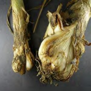 Garlic infected with Bloat
