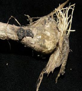garlic bulb infected with neck rot