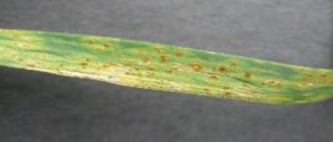 Garlic leaf with rust infection