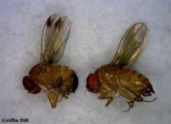 Male (left) and Female (right) Spotted Wing Drosophila, photo by Griffin Dill. Actual size: 2-3 mm.