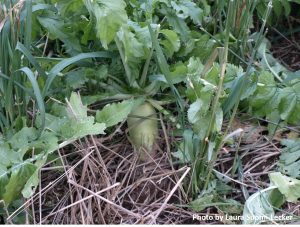 Large tillage radish plant growing through in dead plant residue