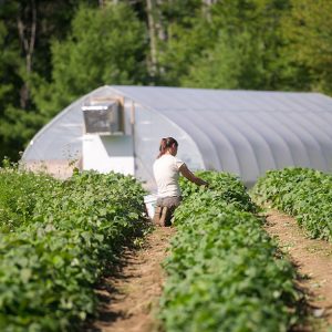 hoophouse and woman farmer working in field