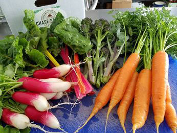 Freshly harvested carrots, radishes, brocoli