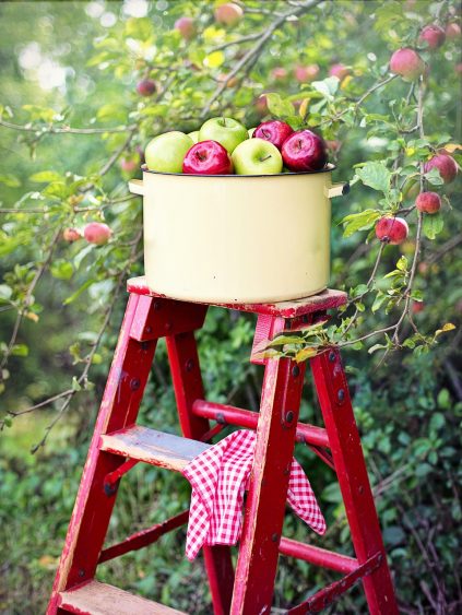 decorative photo of apples in a kettle on top of a step-ladder in an apple orchard