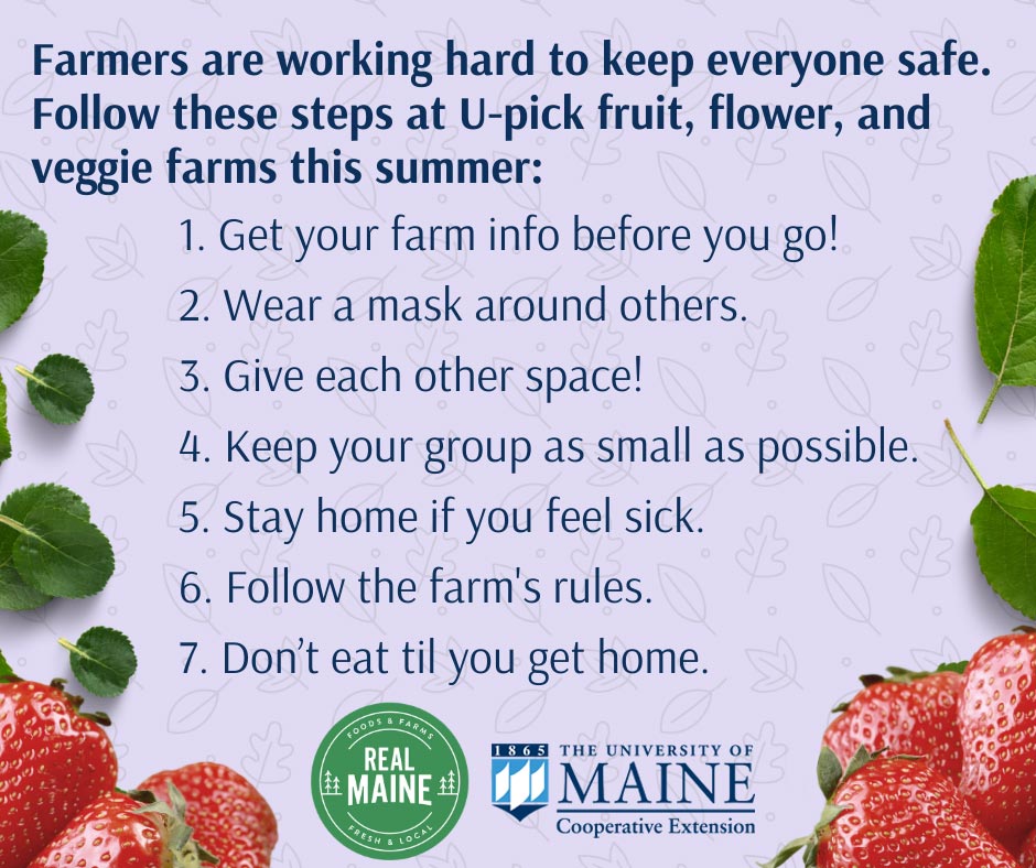 Farmers are working hard to keep everyone safe. Follow these steps at U-pick fruit, flower, and veggie farms this summer: 1. Get your farm info before you go! 2. Wear a mask around others. 3. Give each other space! 4. Keep your group as small as possible. 5. Stay home if you feel sick. 6. Follow the farm's rules. 7. Don't eat til you get home. RealMaine Logo and University of Maine Extension Logo