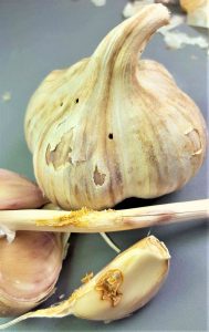 A bulb of garlic sowing leek moth damage