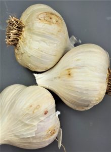 Bulb of garlic showing wireworm damage.