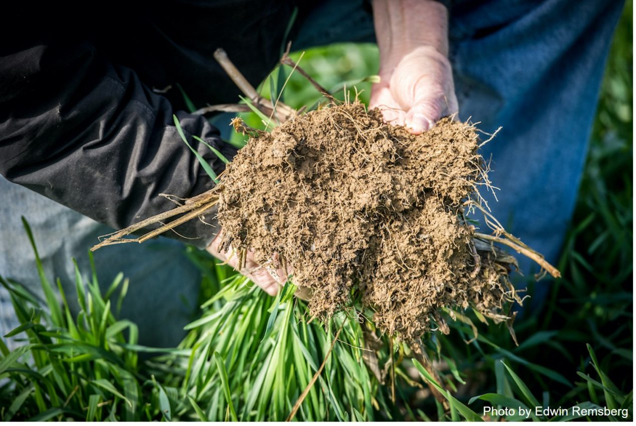 Soil Health Course - Cooperative Extension: Agriculture - University of ...