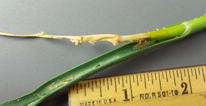 A garlic scape showing pupa damage.